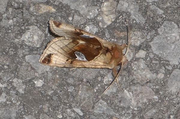 Autographa aemula, Noctuidae